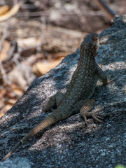 Oplurus quadrimaculatus