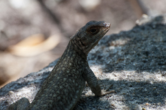 Oplurus quadrimaculatus