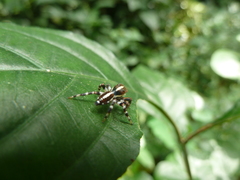 Salticidae