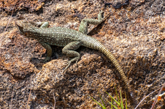 Oplurus quadrimaculatus