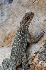 Oplurus quadrimaculatus