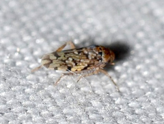 Xestocephalus tessellatus