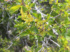 Pseudoziziphus parryi