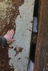 Lepraria normandinoides