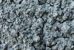 Lepraria normandinoides