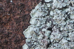 Lepraria normandinoides