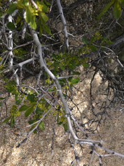 Pseudoziziphus parryi