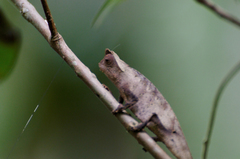 Brookesia superciliaris