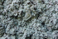 Lepraria normandinoides