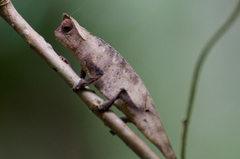 Brookesia superciliaris