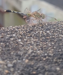 Diplacodes trivialis