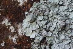 Lepraria normandinoides