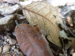 Diptera