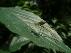 Ensifera