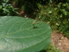 Ensifera
