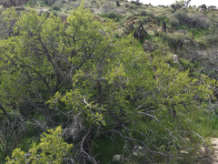 Pseudoziziphus parryi
