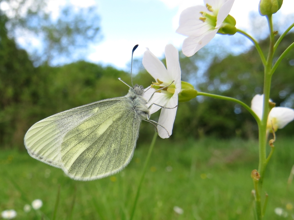 Cryptic Wood White