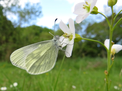 Cryptic Wood White