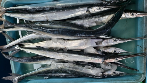 Tylosurus melanotus