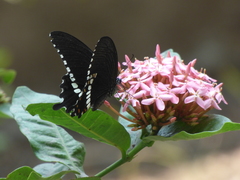Papilio polytes