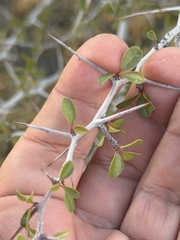 Pseudoziziphus parryi