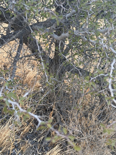 Pseudoziziphus parryi, photograph 3