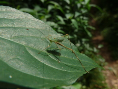 Ensifera