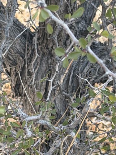 Pseudoziziphus parryi, photograph 1