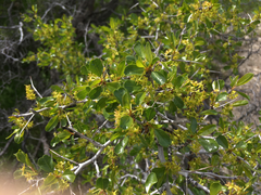 Pseudoziziphus parryi