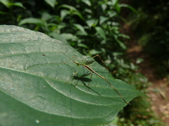 Ensifera