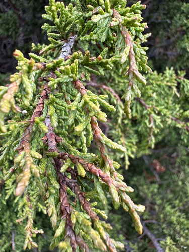Diselma archeri observed 2026-04-26