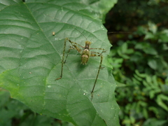 Ensifera
