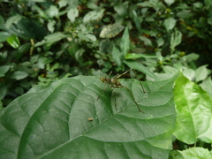 Ensifera
