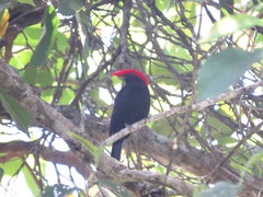 Antilophia galeata