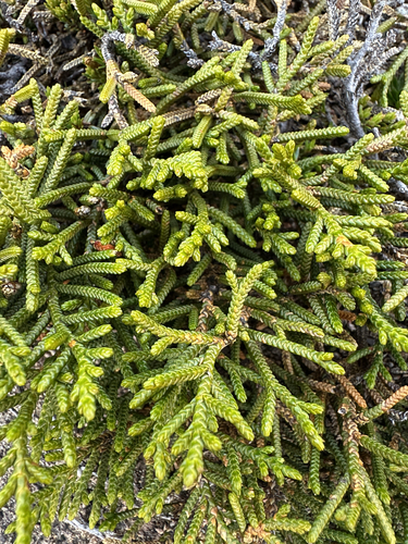 Microcachrys tetragona observed 2026-04-26