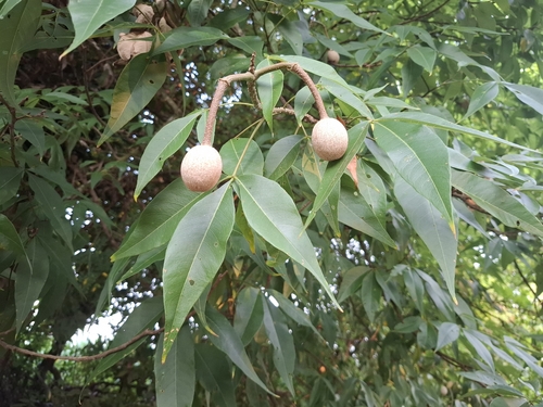 Crateva religiosa observed 2026-04-26