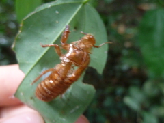 Auchenorrhyncha
