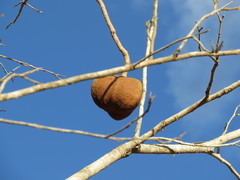Magonia pubescens