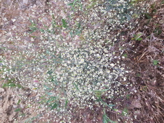 Gypsophila paniculata