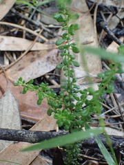 Olearia microphylla
