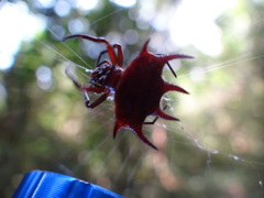 Gasteracantha curvispina