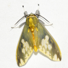 Castrica phalaenoides