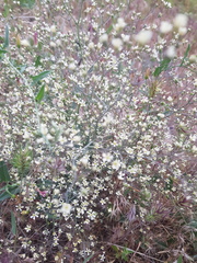 Gypsophila paniculata