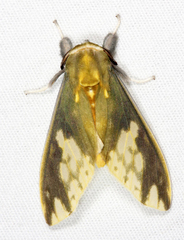 Castrica phalaenoides