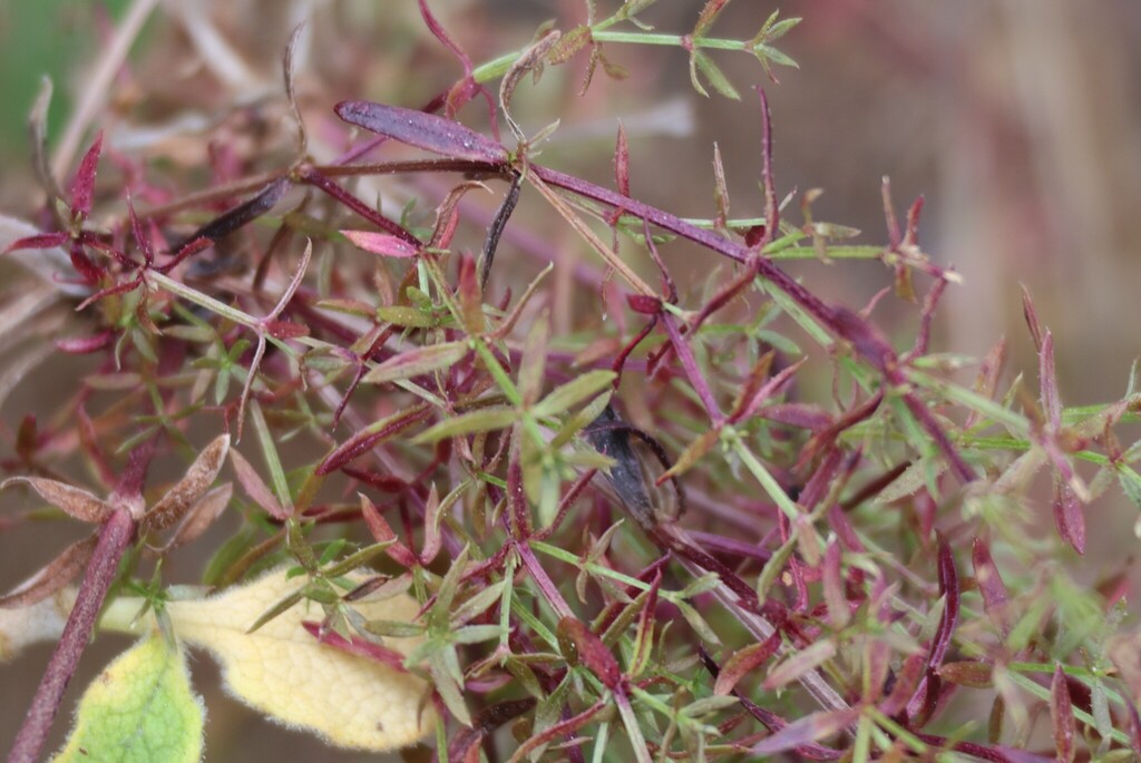 Galium nuttallii; photograph (c) Millie Basden, some rights reserved (CC BY)