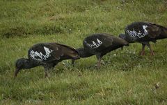 Bostrychia carunculata