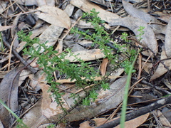 Olearia microphylla