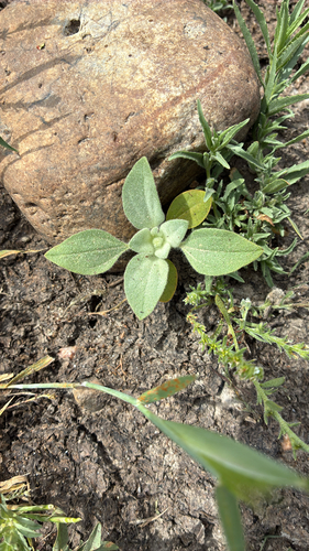 iNaturalist observation photo of turkey mullein