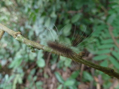 Lepidoptera