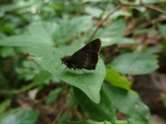 Hesperiidae
